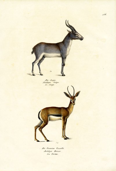 Saïga Antilope, 1824 - Karl Joseph Brodtmann